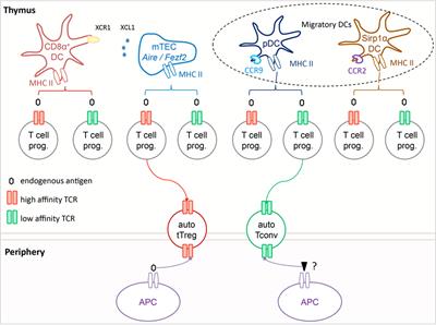 Antigen-Specificity in the Thymic Development and Peripheral Activity of CD4+FOXP3+ T Regulatory Cells